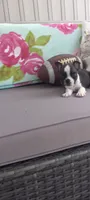 AJ, a male Boston Terrier for sale in Woodburn, IN – 7 of 7