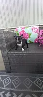 Buddy , a male Boston Terrier for sale in Woodburn, IN – 7 of 7