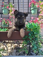 Jill, a female German Shepherd Dog for sale in Woodburn, IN – 2 of 4