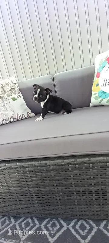 Buddy  – Boston Terrier puppy for sale in Woodburn, IN