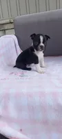 Brianna, a female Boston Terrier for sale in Woodburn, IN – 3 of 7