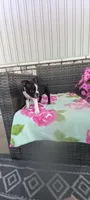 Brianna, a female Boston Terrier for sale in Woodburn, IN – 2 of 7