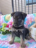 Jack, a male German Shepherd Dog for sale in Woodburn, IN – 2 of 5