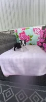 Brielle, a female Boston Terrier for sale in Woodburn, IN – 7 of 7