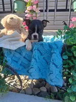 Lee, a male Boston Terrier for sale in Woodburn, IN – 1 of 3