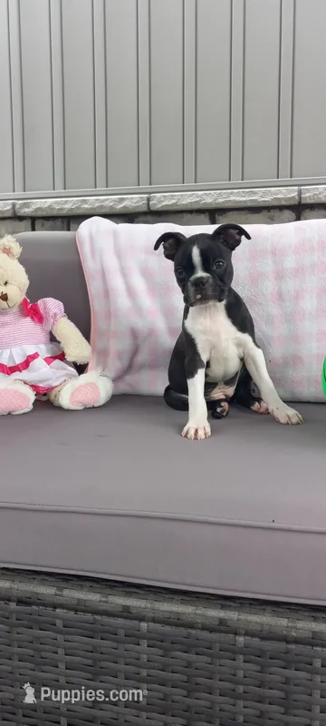 Brianna – Boston Terrier puppy for sale in Woodburn, IN