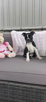 Brianna, a female Boston Terrier for sale in Woodburn, IN – 2 of 7