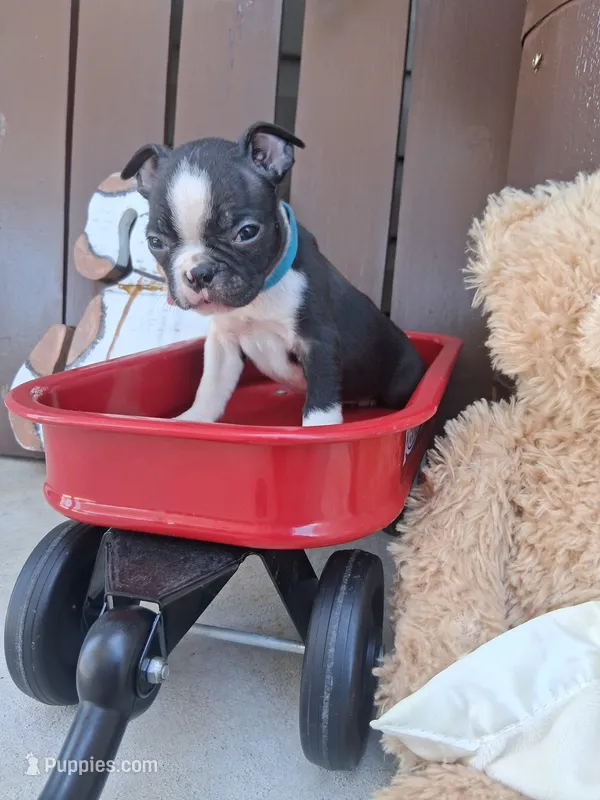 Leo – Boston Terrier puppy for sale in Woodburn, IN