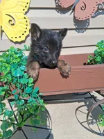 Jay, a male German Shepherd Dog for sale in Woodburn, IN – 3 of 4