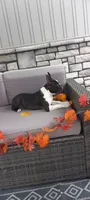 AJ, a male Boston Terrier for sale in Woodburn, IN – 2 of 7
