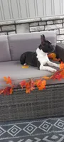 AJ, a male Boston Terrier for sale in Woodburn, IN – 6 of 7