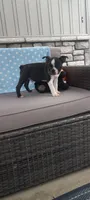AJ, a male Boston Terrier for sale in Woodburn, IN – 5 of 6
