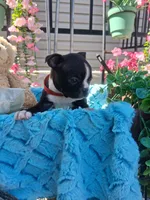 Lynn, a male Boston Terrier for sale in Woodburn, IN – 3 of 5