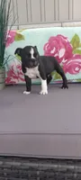 Asher, a male Boston Terrier for sale in Woodburn, IN – 4 of 6