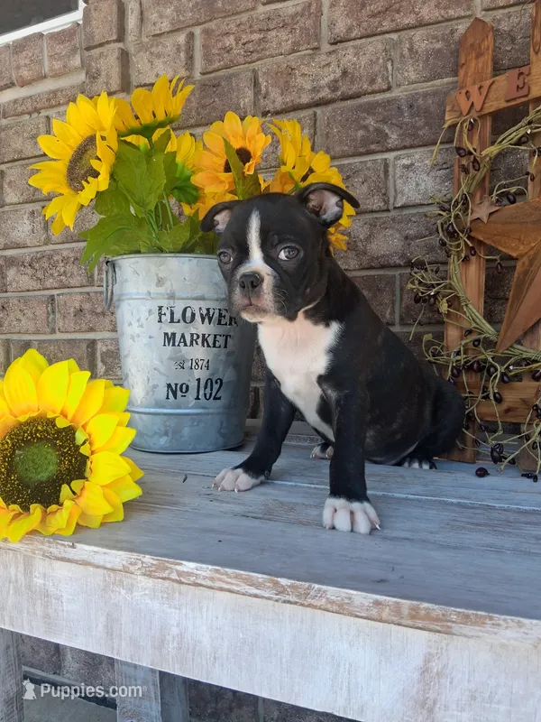 Lynn – Boston Terrier puppy for sale in Woodburn, IN
