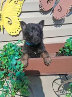 Jay, a male German Shepherd Dog for sale in Woodburn, IN – 4 of 4