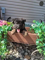 Joy, a female German Shepherd Dog for sale in Woodburn, IN – 2 of 4