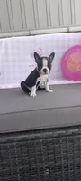 Alivia, a female Boston Terrier for sale in Woodburn, IN – 3 of 7