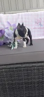 Alivia, a female Boston Terrier for sale in Woodburn, IN – 5 of 7