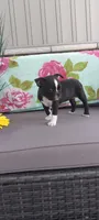 Abby, a female Boston Terrier for sale in Woodburn, IN – 2 of 6