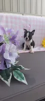 Alayna, a female Boston Terrier for sale in Woodburn, IN – 2 of 7