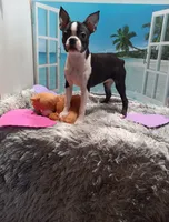 Mae, a female Boston Terrier for sale in Woodburn, IN – Photo 7 of 8