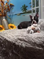 Mae, a female Boston Terrier for sale in Woodburn, IN – Photo 6 of 8