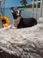 Mae, a female Boston Terrier for sale in Woodburn, IN – Photo 3 of 8
