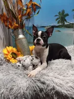 Mae, a female Boston Terrier for sale in Woodburn, IN – Photo 1 of 8