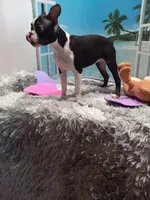 Mae, a female Boston Terrier for sale in Woodburn, IN – Photo 8 of 8