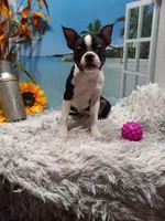 Mae, a female Boston Terrier for sale in Woodburn, IN – Photo 4 of 8