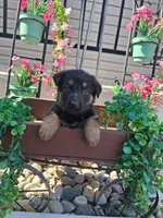 Jayla, a female German Shepherd Dog for sale in Woodburn, IN – 2 of 5