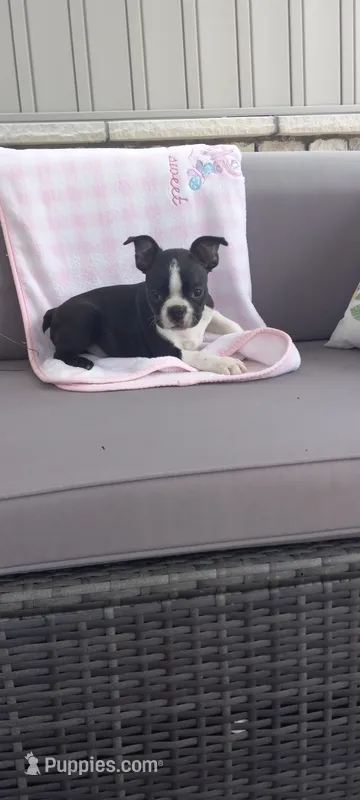 Brooke  – Boston Terrier puppy for sale in Woodburn, IN