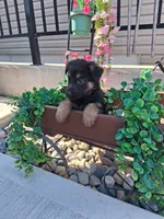 Jayla, a female German Shepherd Dog for sale in Woodburn, IN – 5 of 5