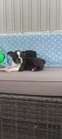 AJ, a male Boston Terrier for sale in Woodburn, IN – 6 of 6