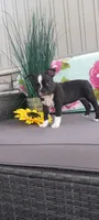 Abby, a female Boston Terrier for sale in Woodburn, IN – 3 of 6
