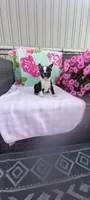 Brylie, a female Boston Terrier for sale in Woodburn, IN – 3 of 7