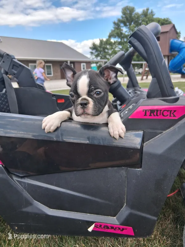 Lena – Boston Terrier puppy for sale in Woodburn, IN