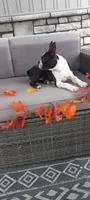AJ, a male Boston Terrier for sale in Woodburn, IN – 5 of 7