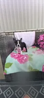Brooke , a female Boston Terrier for sale in Woodburn, IN – 4 of 8