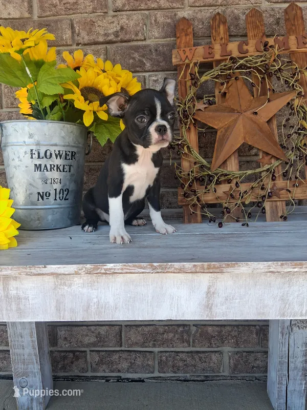 Lee – Boston Terrier puppy for sale in Woodburn, IN