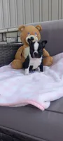 Brylie, a female Boston Terrier for sale in Woodburn, IN – 3 of 7
