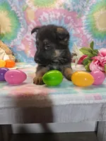 Ace, a male German Shepherd Dog for sale in Woodburn, IN – Photo 3 of 5