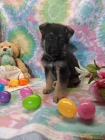 Ace, a male German Shepherd Dog for sale in Woodburn, IN – Photo 2 of 5