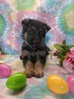 Ace, a male German Shepherd Dog for sale in Woodburn, IN – Photo 5 of 5