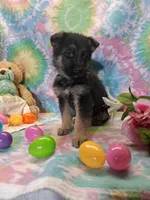 Ace, a male German Shepherd Dog for sale in Woodburn, IN – Photo 4 of 5
