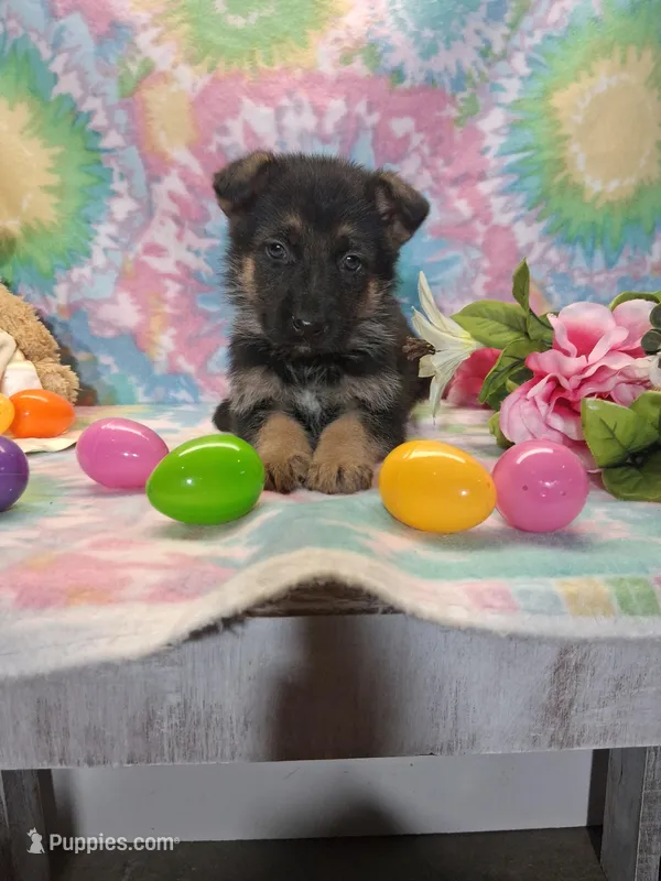 Ace – German Shepherd Dog puppy for sale in Woodburn, IN