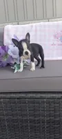 Alivia, a female Boston Terrier for sale in Woodburn, IN – 6 of 7