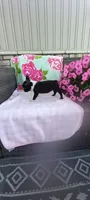Brylie, a female Boston Terrier for sale in Woodburn, IN – 6 of 7