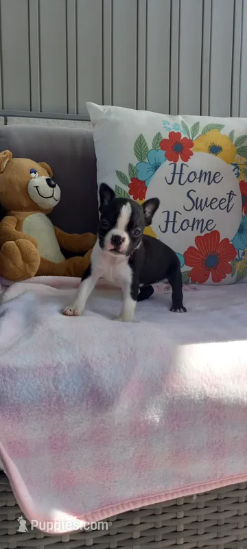 Brooke  – Boston Terrier puppy for sale in Woodburn, IN